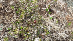 Coprosma atropurpurea