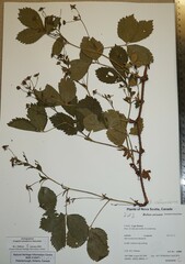 Rubus arcuans