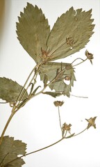 Rubus arcuans