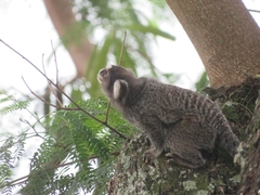 Callithrix jacchus × penicillata