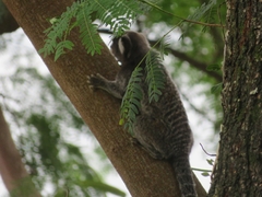 Callithrix jacchus × penicillata