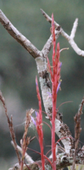 Tillandsia polystachia