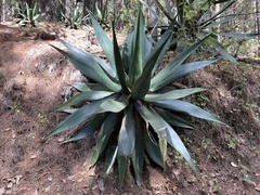 Agave atrovirens