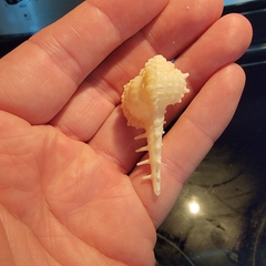 Vokesimurex cabritii