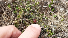 Coprosma atropurpurea