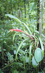 Guzmania nicaraguensis