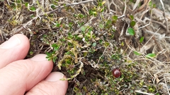 Coprosma atropurpurea