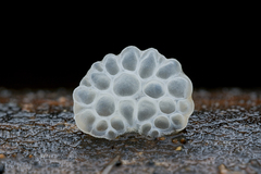 Favolaschia fujisanensis