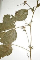 Rubus arcuans