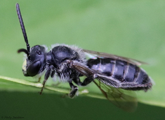 Andrena robertsonii