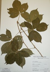 Rubus arcuans