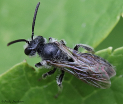 Andrena robertsonii