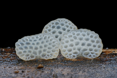 Favolaschia fujisanensis