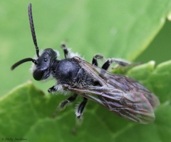 Andrena robertsonii
