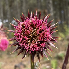Cirsium ehrenbergii