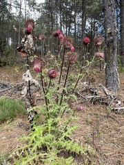 Cirsium ehrenbergii