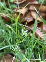 Cardamine flexuosa