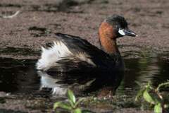 Tachybaptus ruficollis capensis