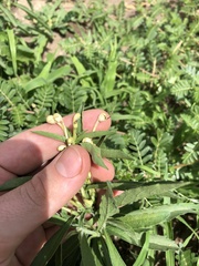 Clerodendrum ternatum