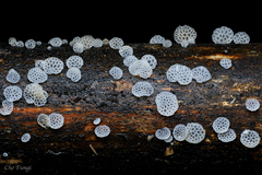 Favolaschia fujisanensis