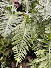 Polypodium interjectum