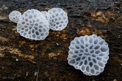 Favolaschia fujisanensis