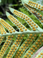 Polypodium interjectum