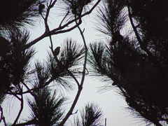 Setophaga coronata