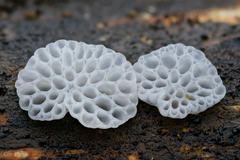 Favolaschia fujisanensis