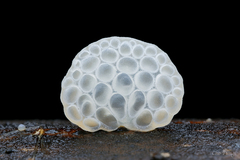 Favolaschia fujisanensis