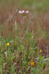 Allium canariense