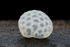 Favolaschia fujisanensis