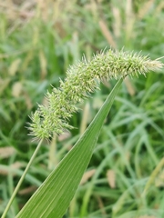 Setaria