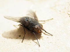 Calliphora