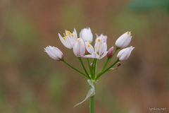 Allium canariense