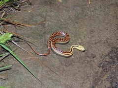 Helicops infrataeniatus