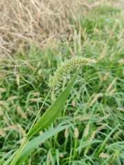 Setaria