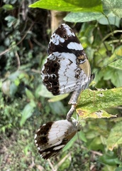 Janatella leucodesma