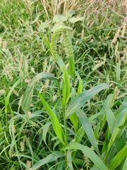 Setaria