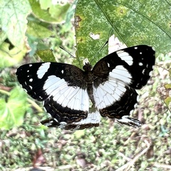 Janatella leucodesma