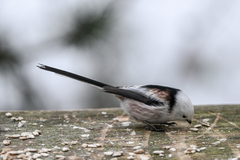 Aegithalos caudatus caudatus