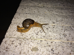 Megaustenia imperator imperator