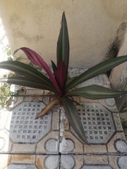 Tradescantia spathacea
