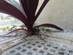 Tradescantia spathacea