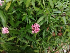 Arachnothryx leucophylla