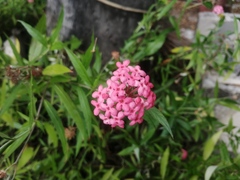 Arachnothryx leucophylla