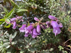 Penstemon gentianoides