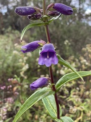Penstemon gentianoides