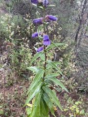 Penstemon gentianoides