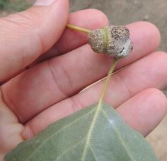 Pemphigus spyrothecae